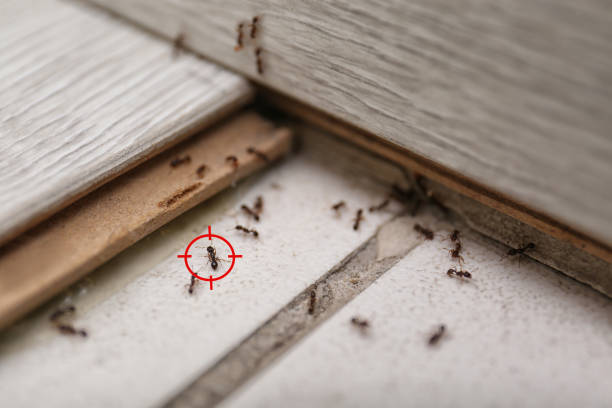 Best Pest Inspection Near Me  in Shady Point, OK