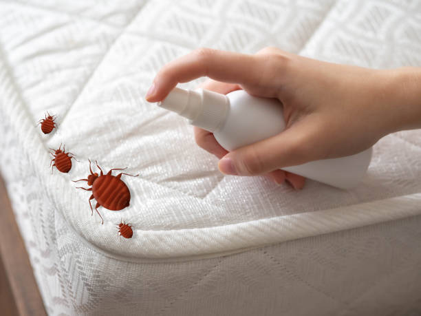 Best Pest Removal Services  in Shady Point, OK